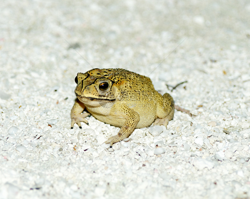 沙地上金树青蛙图片