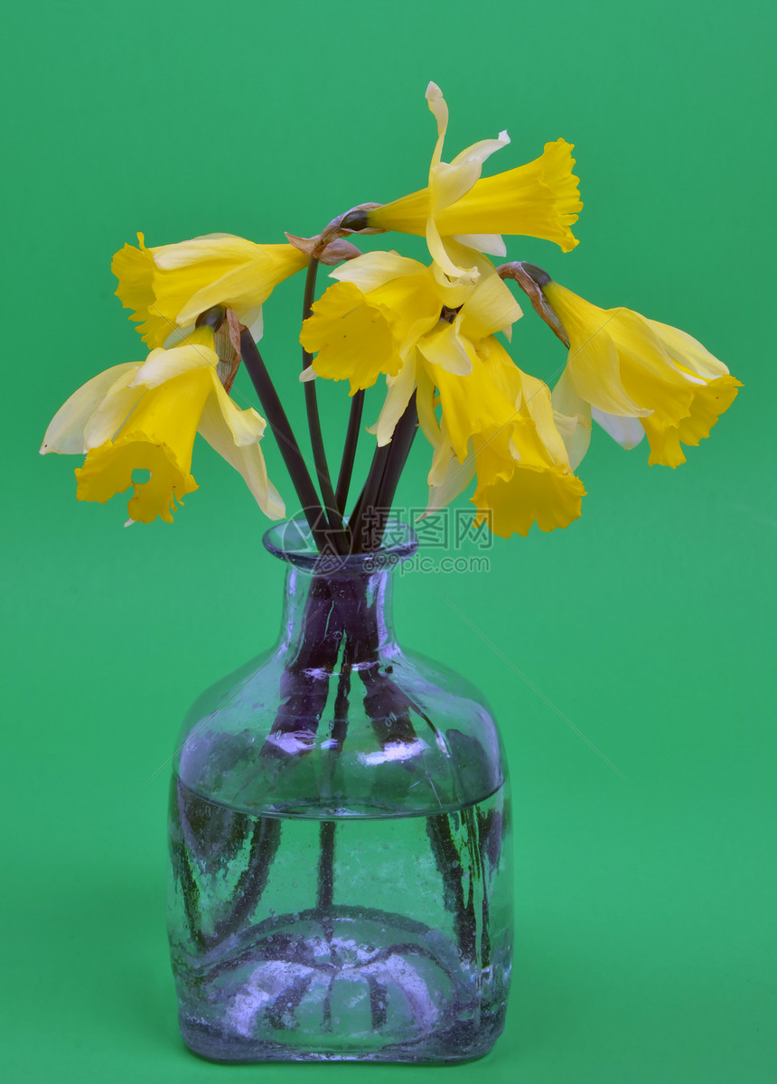 Narcissus 假自毁水仙展示花束植物群礼物喇叭花朵灯泡蓝色花瓣水仙花图片