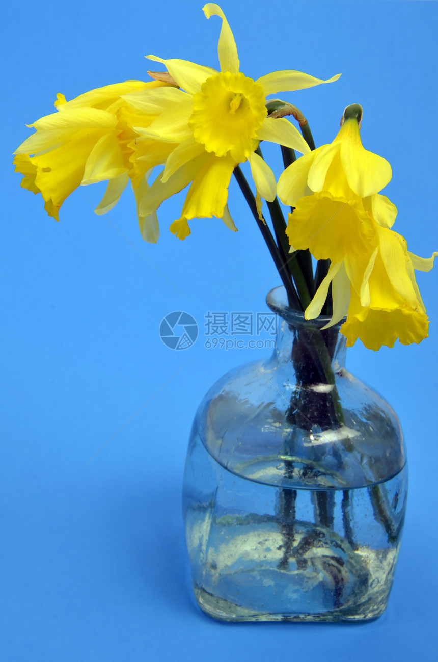 Narcissus 假自毁水仙水仙花蓝色展示礼物花朵喇叭季节灯泡花束花瓣图片