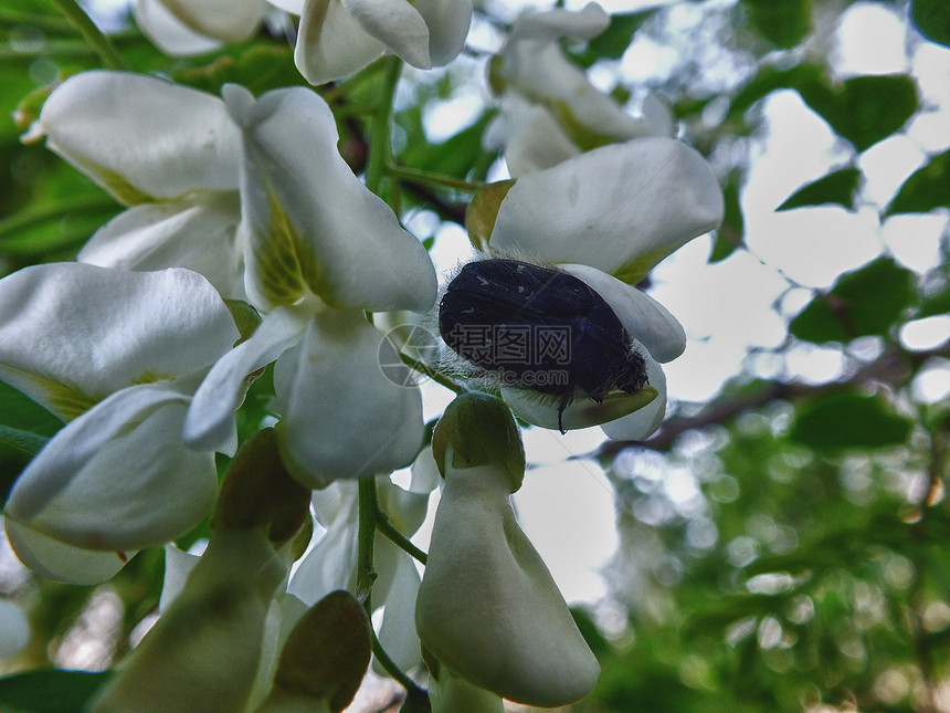 树上有白花的黑虫漏洞白色图片