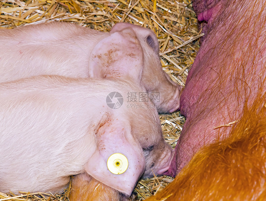 贪婪的小猪护理母亲幸福牛奶乐趣母猪食物稻草图片