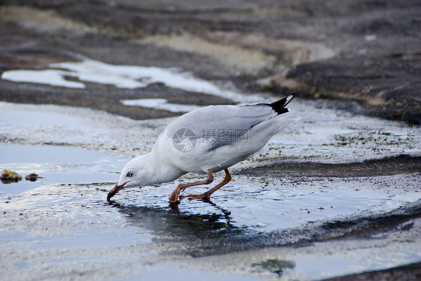 鸽鸟白色海滩生活居住眼睛棕色飞行身体石头翅膀图片