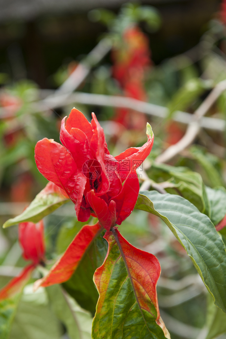红红色热带植物图片