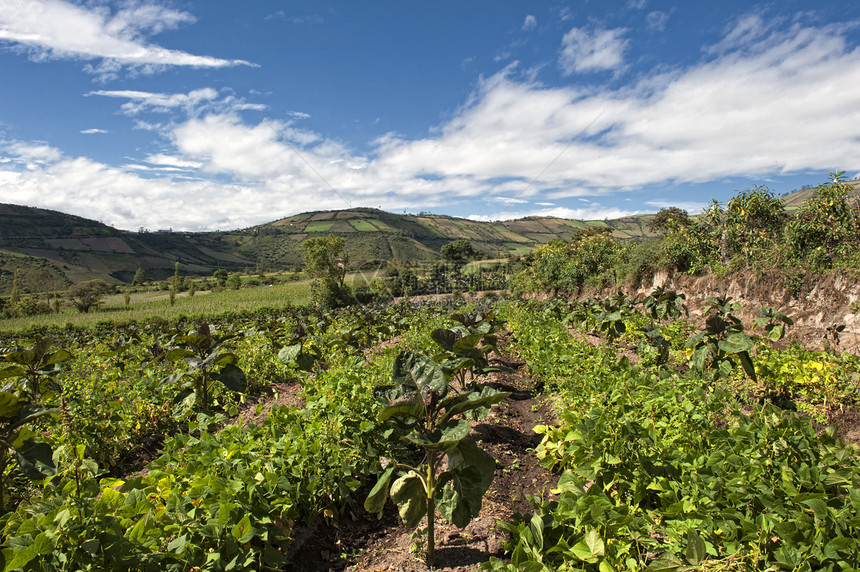 安第斯地区种植的塔马里略赤道营养植被旅行热带饮食农业假期水果图片