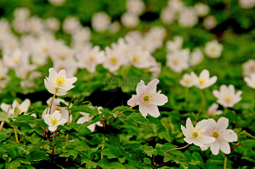 白葵形绿色海葵植物白色树木森林野花花朵栖息地地面图片