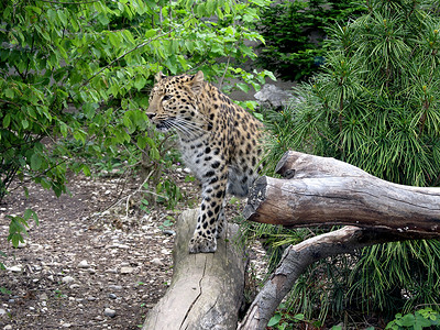 阿穆尔豹豹动物灵活性速度力量背景图片