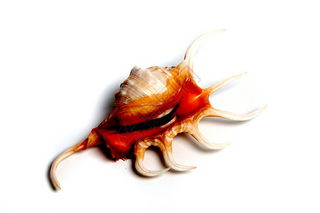 鳖无脊椎动物贝壳高清图片