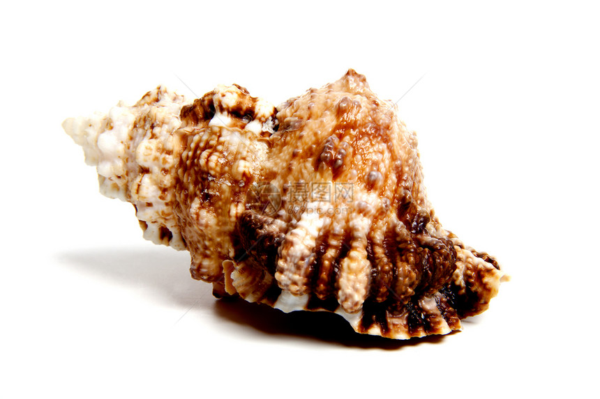 土图法粉笔动物物品碳酸盐蛤蜊收藏家骨骼贝壳扇贝地幔图片