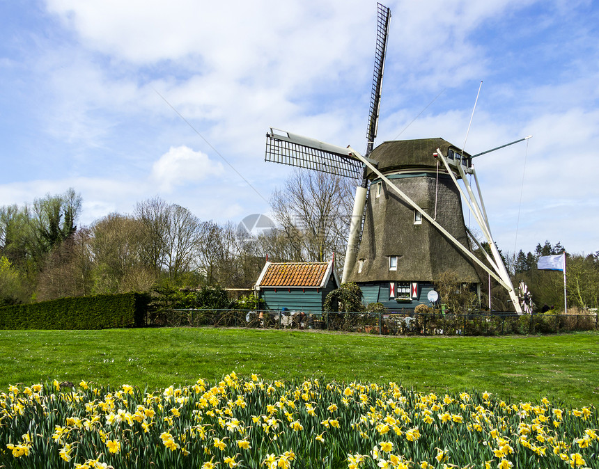 荷兰传统杜奇风车和水仙 荷兰植物学花朵季节水仙花园艺蓝色花瓣叶子旅游植物图片
