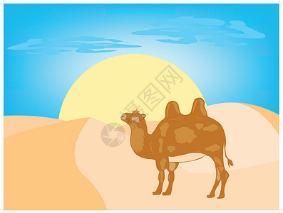 沙漠中的骆驼动物群哺乳动物插图大篷车动物宠物太阳背景图片