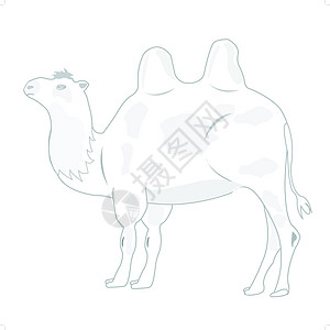 白色背景的骆驼绘画背景图片