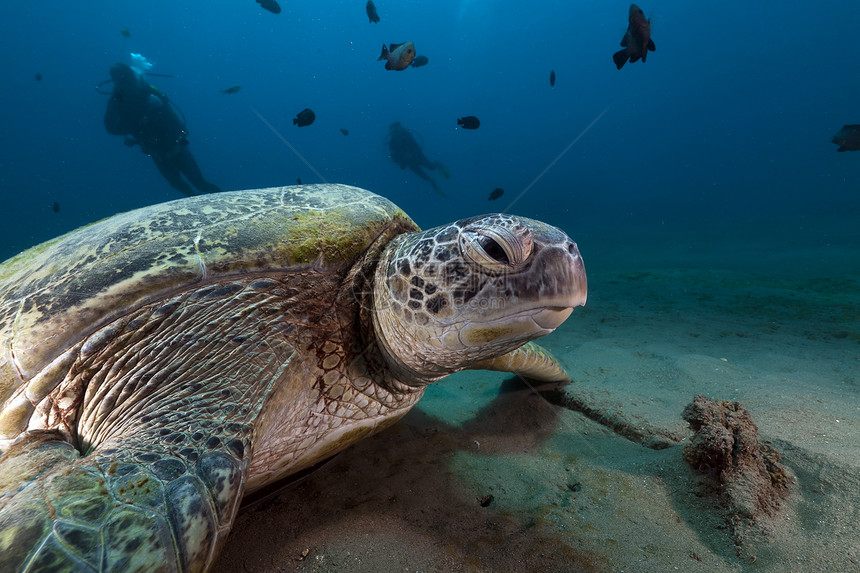 红海的绿龟潜水植物场景射线盐水情调海洋太阳阳光太阳光图片
