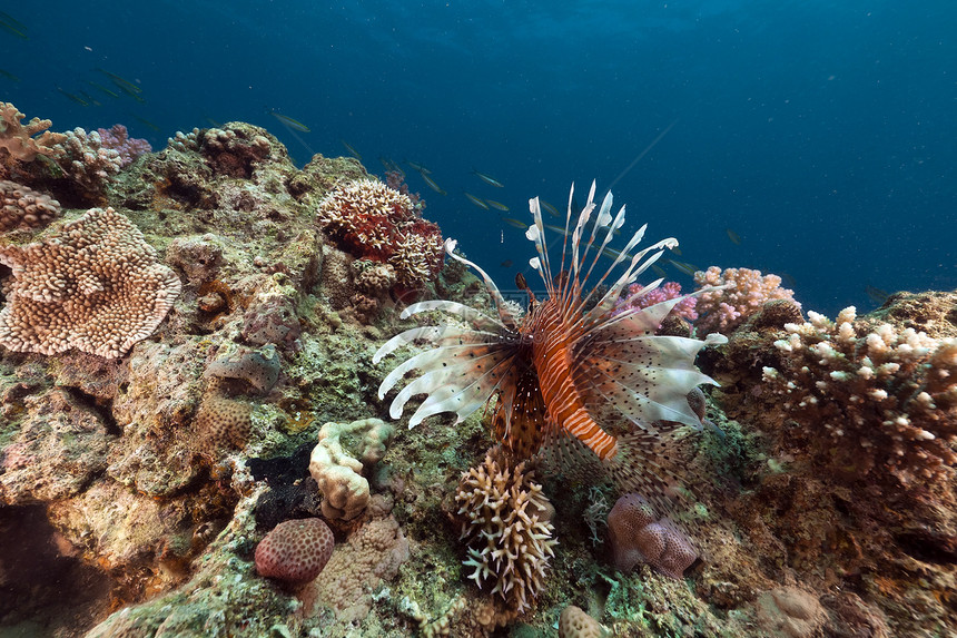 红海的狮子鱼和热带珊瑚礁太阳天堂阳光蓝色生活异国场景潜水情调射线图片