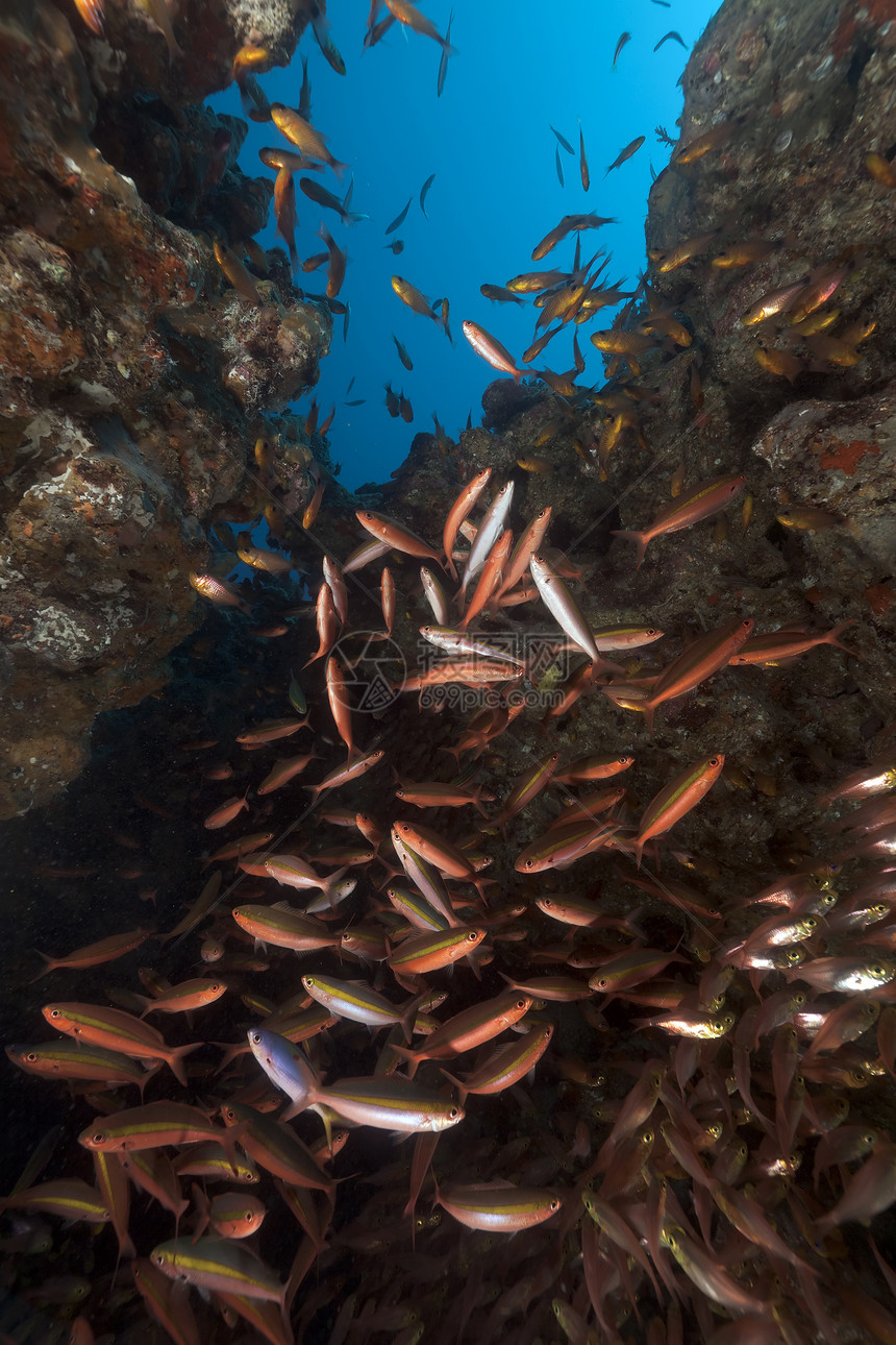 红海的玻璃鱼和长尾鱼海洋场景蓝色情调盐水生活海景太阳光异国射线图片