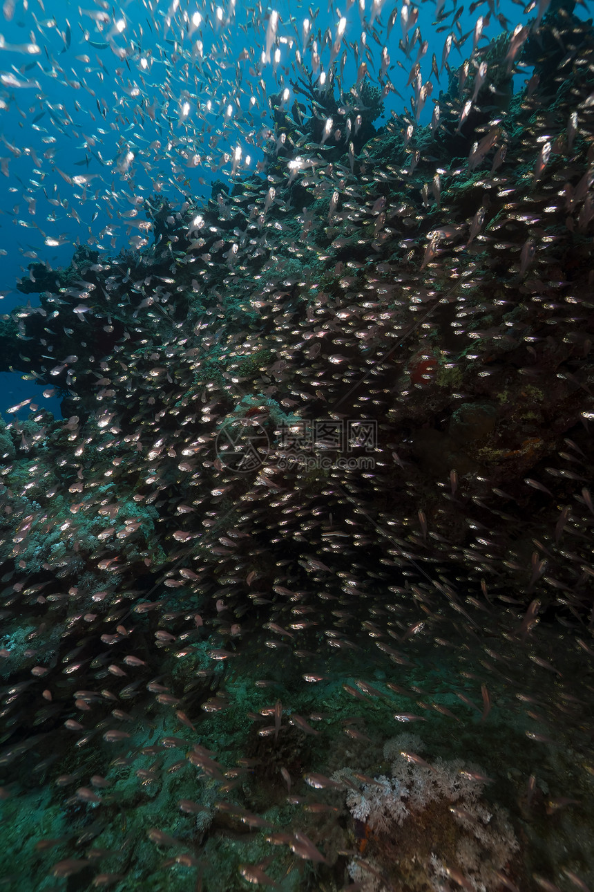 红海的玻璃鱼和海洋天堂玻璃鱼场景珊瑚生活植物太阳异国盐水情调图片