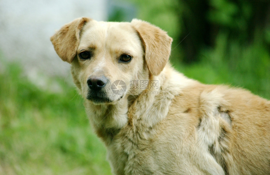 街头流浪狗犬类哺乳动物街道城市动物小狗孤独地面乡村朋友图片