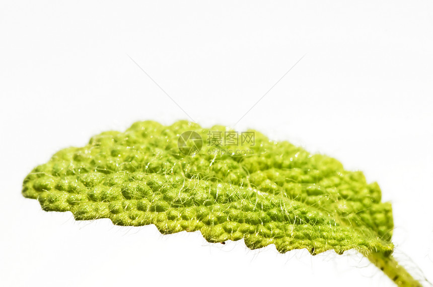 白喉仙子药品草本植物植物群绿色草本香料叶子智者丹参生长图片