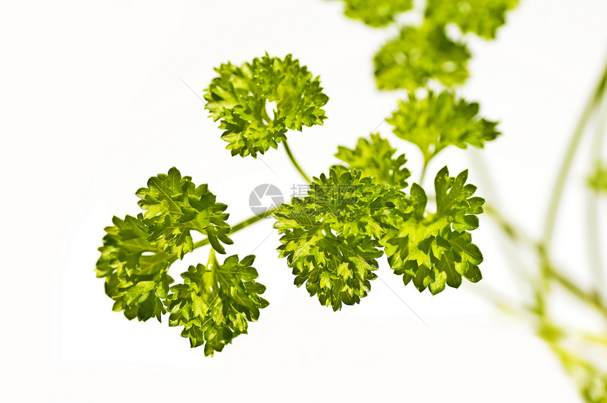 解析叶子植物枝条烹饪食物蔬菜小枝草本植物宏观香料图片