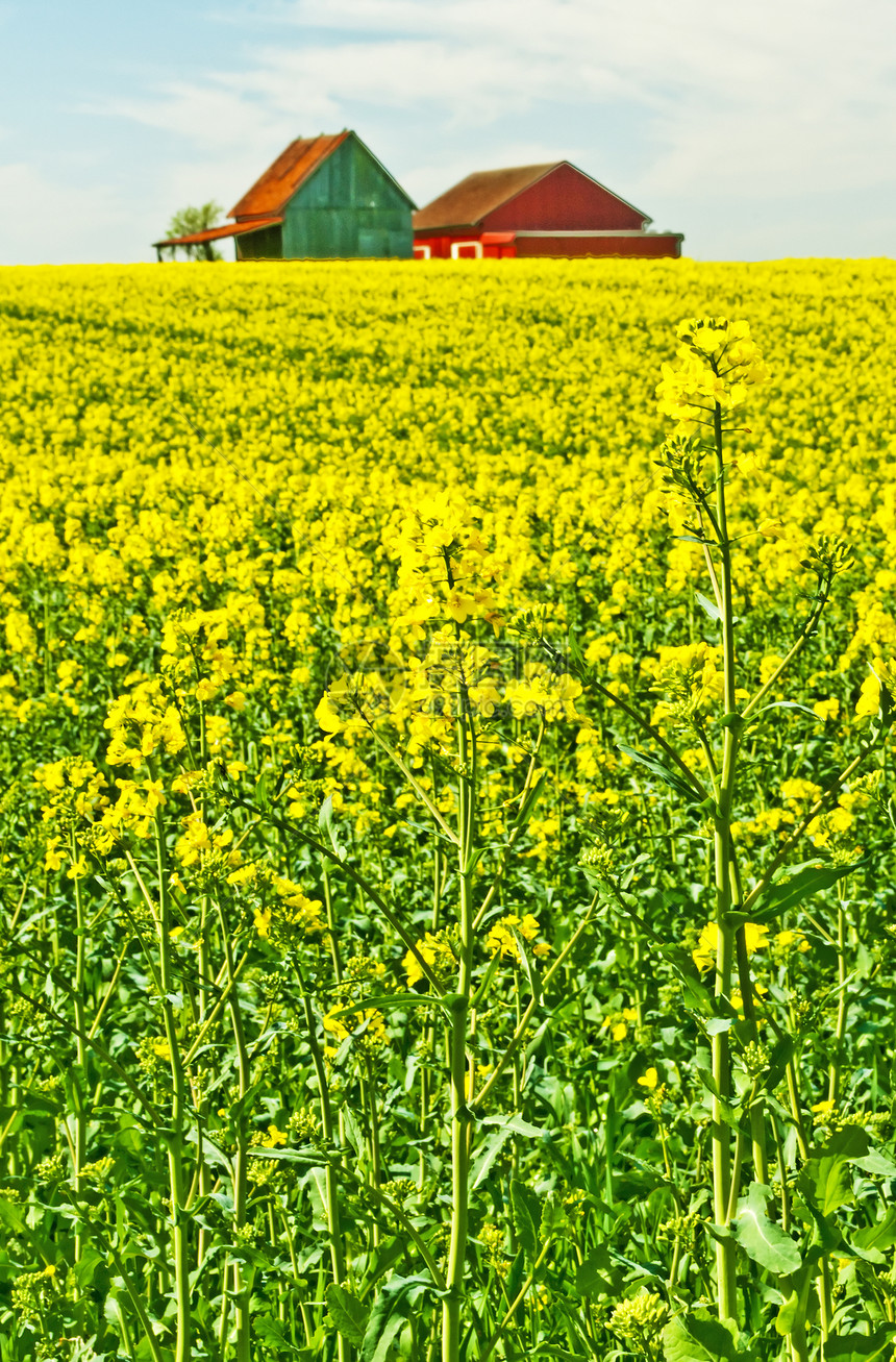 与旧农舍的芥子酱农场田园诗农业国家蓝色风景肥料农作物天空黄色图片