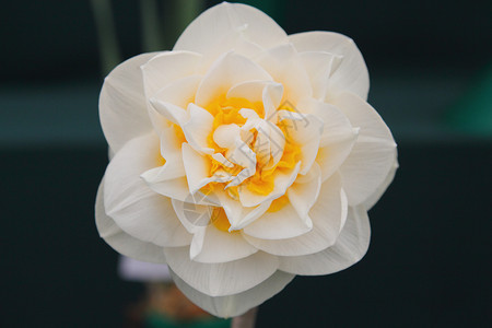 水花类白色花瓣花园植物黄色背景图片