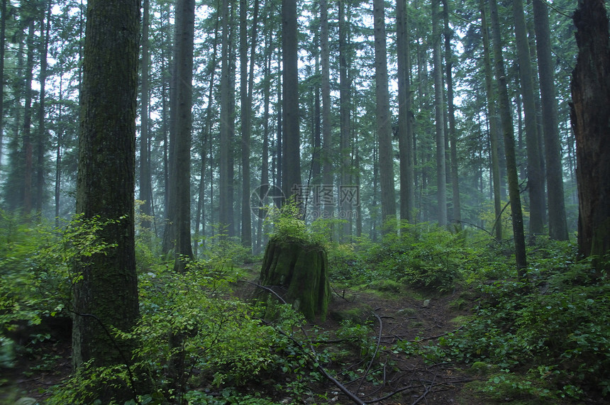 高山松树雨林图片