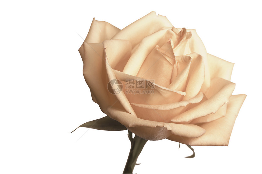 甜美的奶油色玫瑰和柔软的树脂和脆弱的花瓣图片