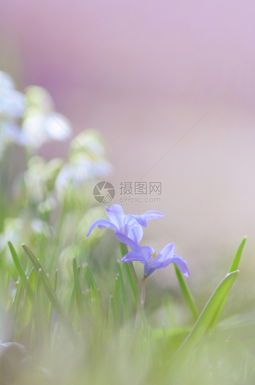 紫罗兰花朵太阳花园场地植物群植物花朵蓝色花瓣环境草地图片