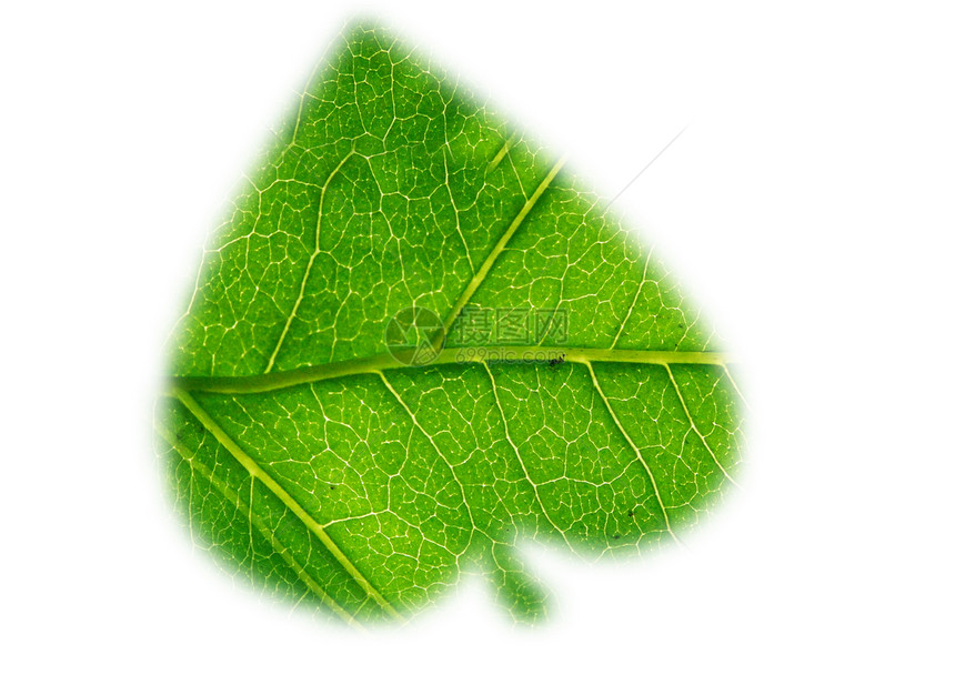 绿叶纹理形状戏剧性植物生长生物学生活园艺脊柱环境叶子宏观图片