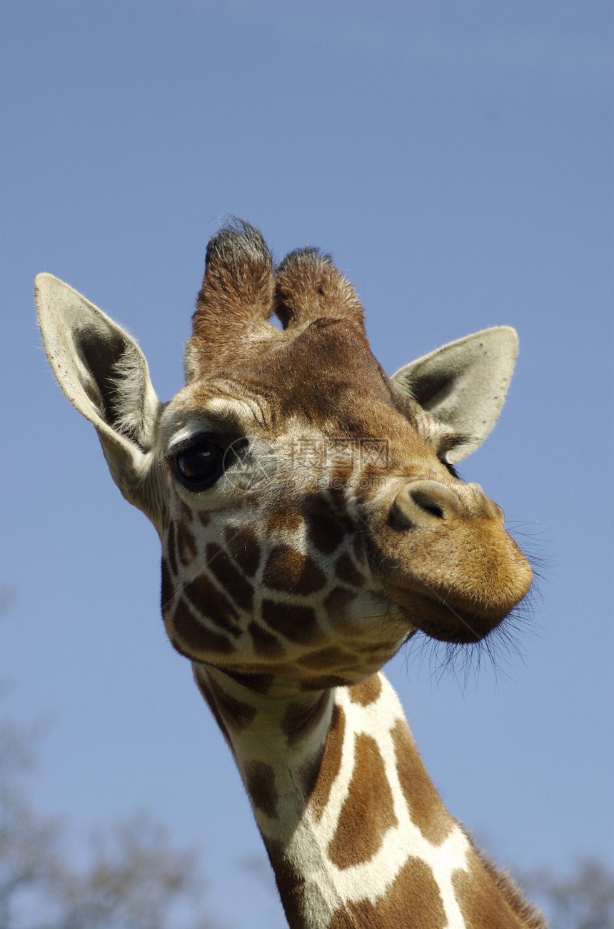 Giraffe 头和颈荒野脖子动物园动物墙纸眼睛毛皮生态斑点野生动物图片