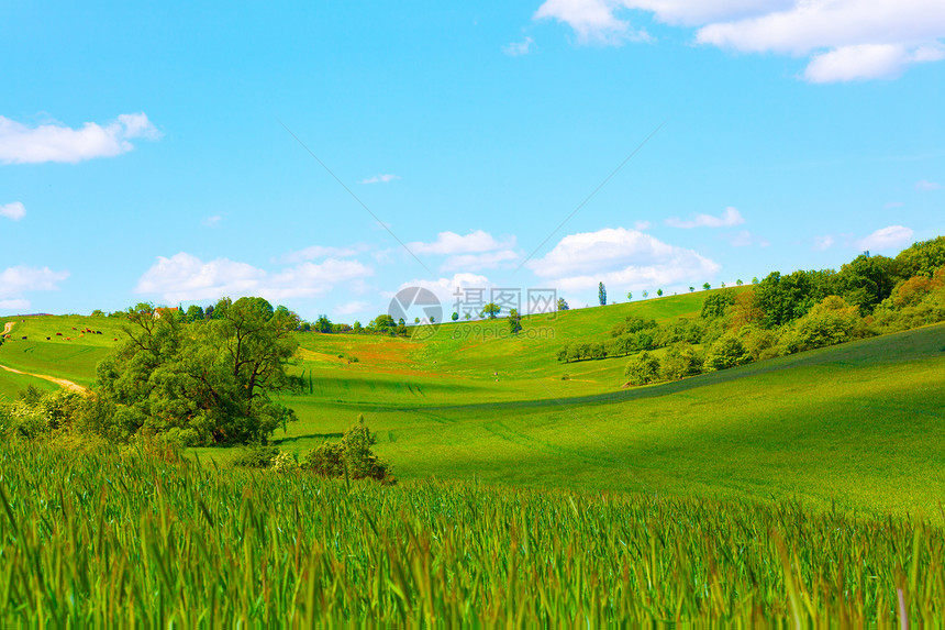 蓝天上的绿地生长文化土地草地农场季节季节性绿色场地天空图片