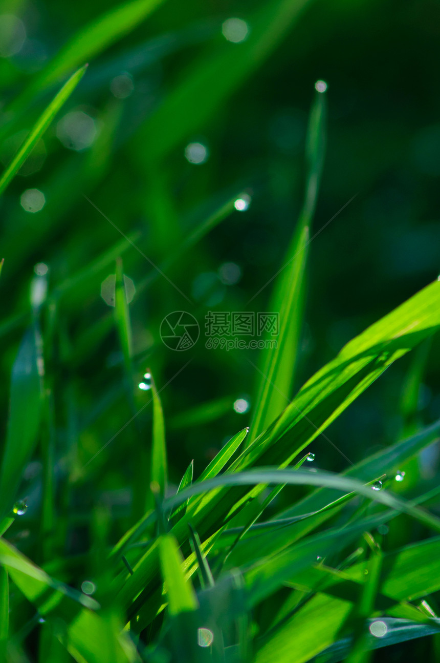 新鲜绿草宏观植物环境生长刀刃阳光植物群太阳美丽叶子图片
