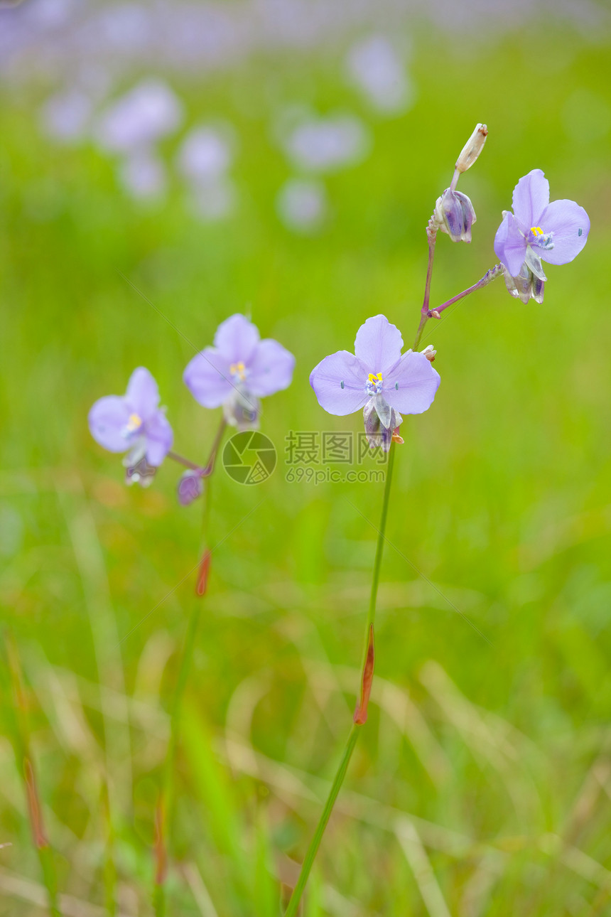 花草地车道沼泽绿色植物旅行森林环境国家晴天远景季节图片