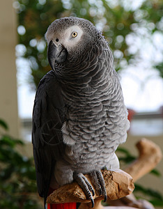 非洲灰鹦鹉 白鹦鹉背景图片