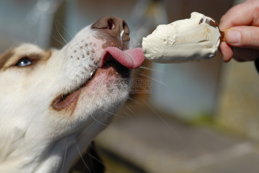 狗吃 我尖叫特写忠诚冰淇淋犬类甜点乐趣舌头快乐动物食物享受图片