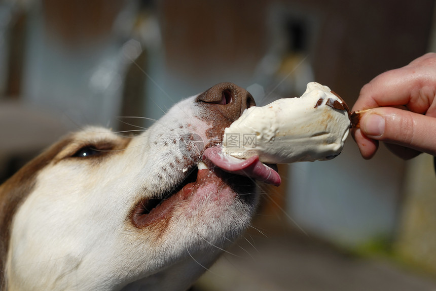 狗吃 我尖叫特写忠诚动物舌头食物享受冰淇淋奶油鼻子智力乐趣图片