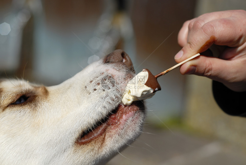 狗吃 我尖叫特写动物宠物鼻子忠诚快乐奶油智力舌头甜点乐趣图片