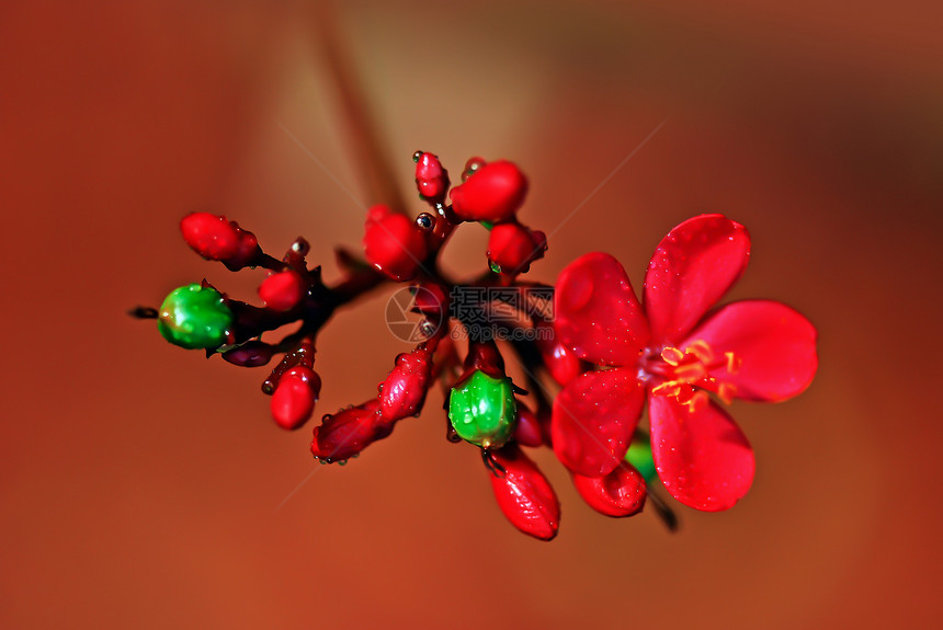 麻疯综合体环保花朵绿色灌木水果环境花园热带红色植物图片