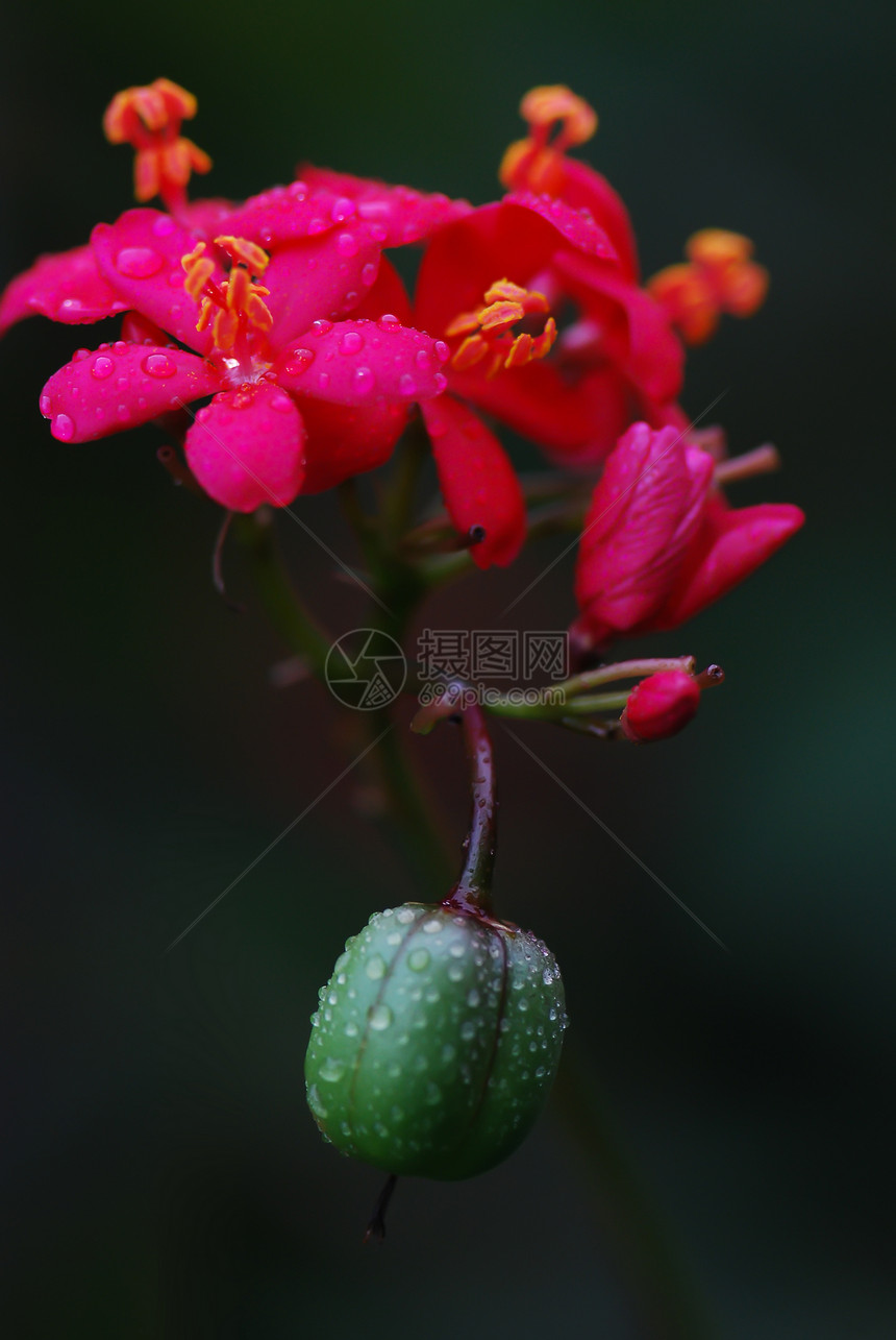 麻疯综合体材料花园绿色环保植物环境灌木花朵热带水果图片