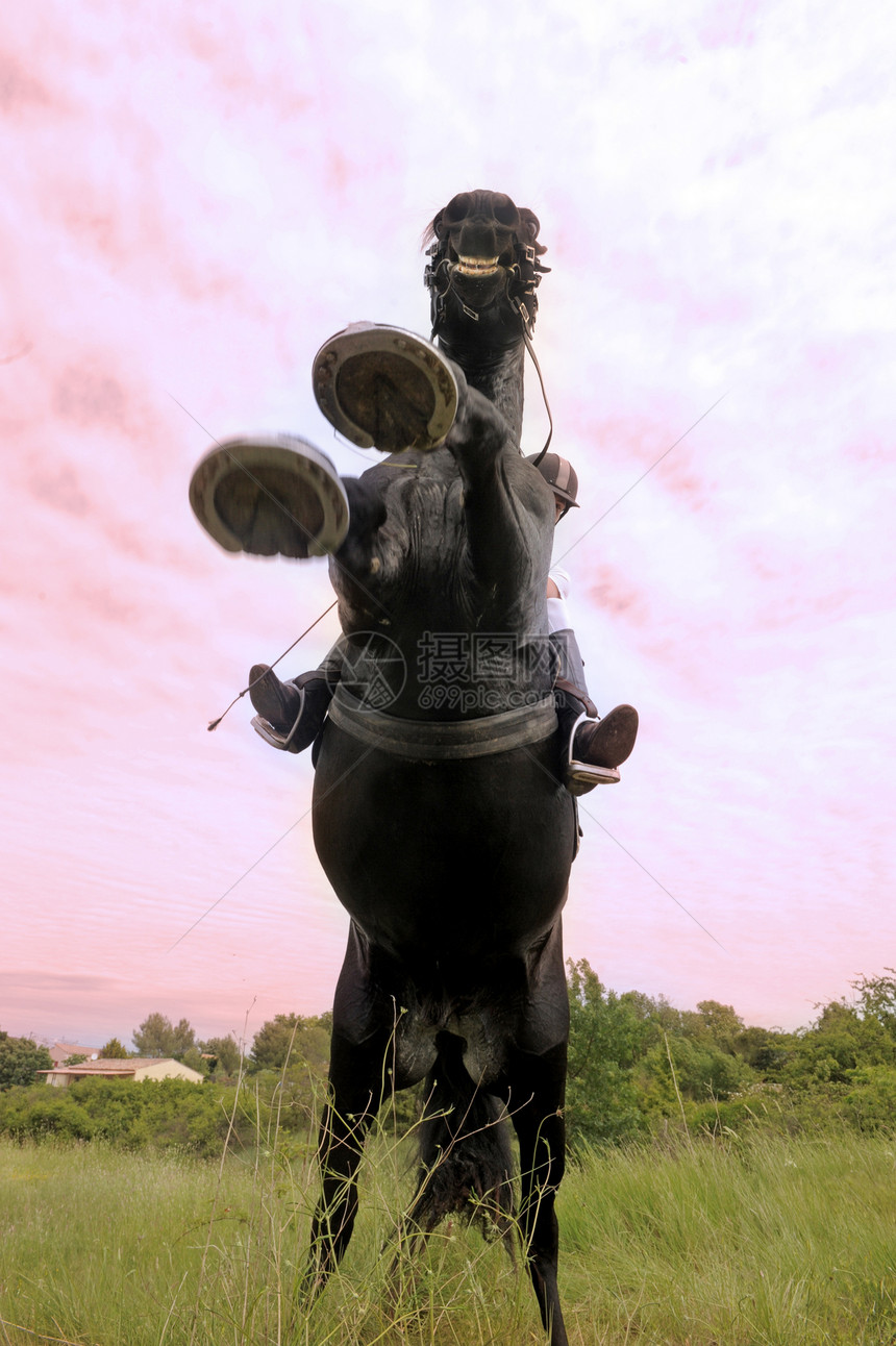 养马舞步危险运动场地骑马动物草地盛装头盔天空图片