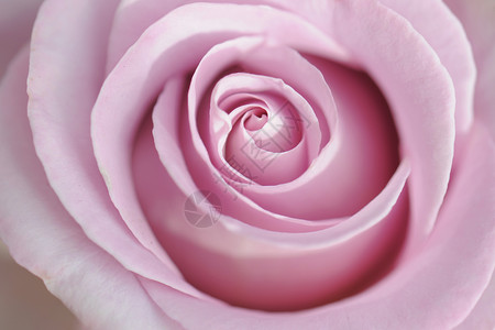 粉红玫瑰花粉色花头工作室花瓣背景图片