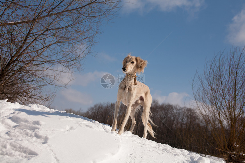 常立沙鲁天空白色桦木黑色动物猎犬水平森林阳光宠物图片