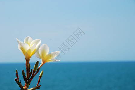海滩的梅花背景图片