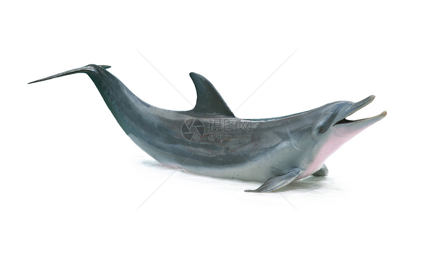 孤立的海豚智力水池野生动物蓝色生物水族馆朋友池塘动物牙齿图片