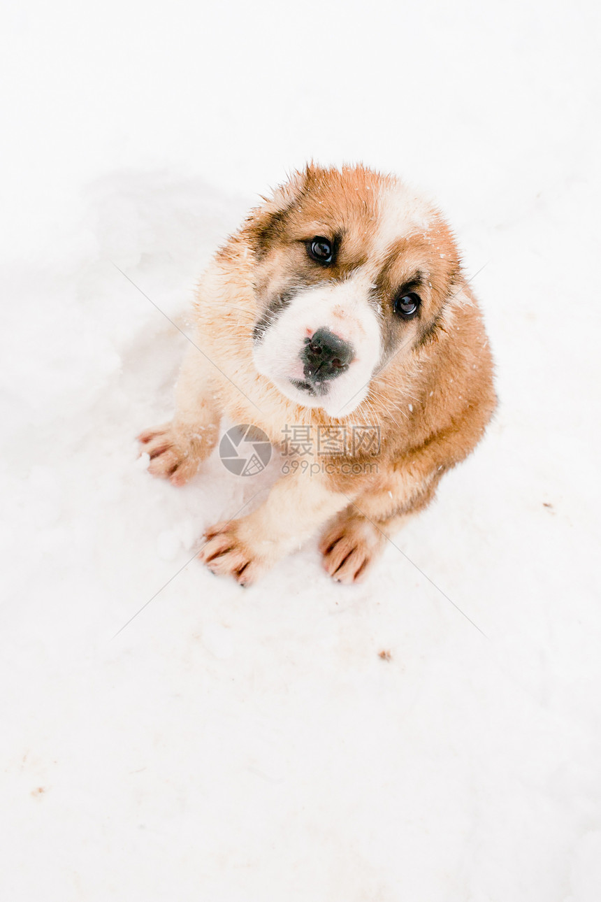 坐小狗软质体牧羊人动物黑色乐趣牧羊犬食肉白色宠物图片