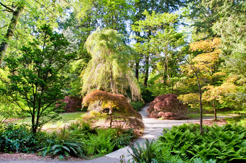 公园叶子植物草地环境风景植物园花园季节树木植物群图片