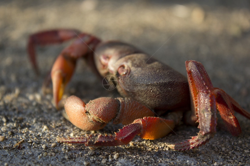 海滩边沙沙滩上的红螃蟹甲壳红色动物海鲜图片
