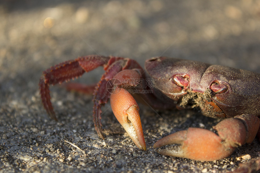 海滩边沙沙滩上的红螃蟹甲壳动物海鲜红色图片