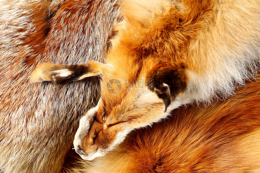 狐狸毛皮皮毛头发皮肤衣服动物红色跌倒赃物打猎棕色图片