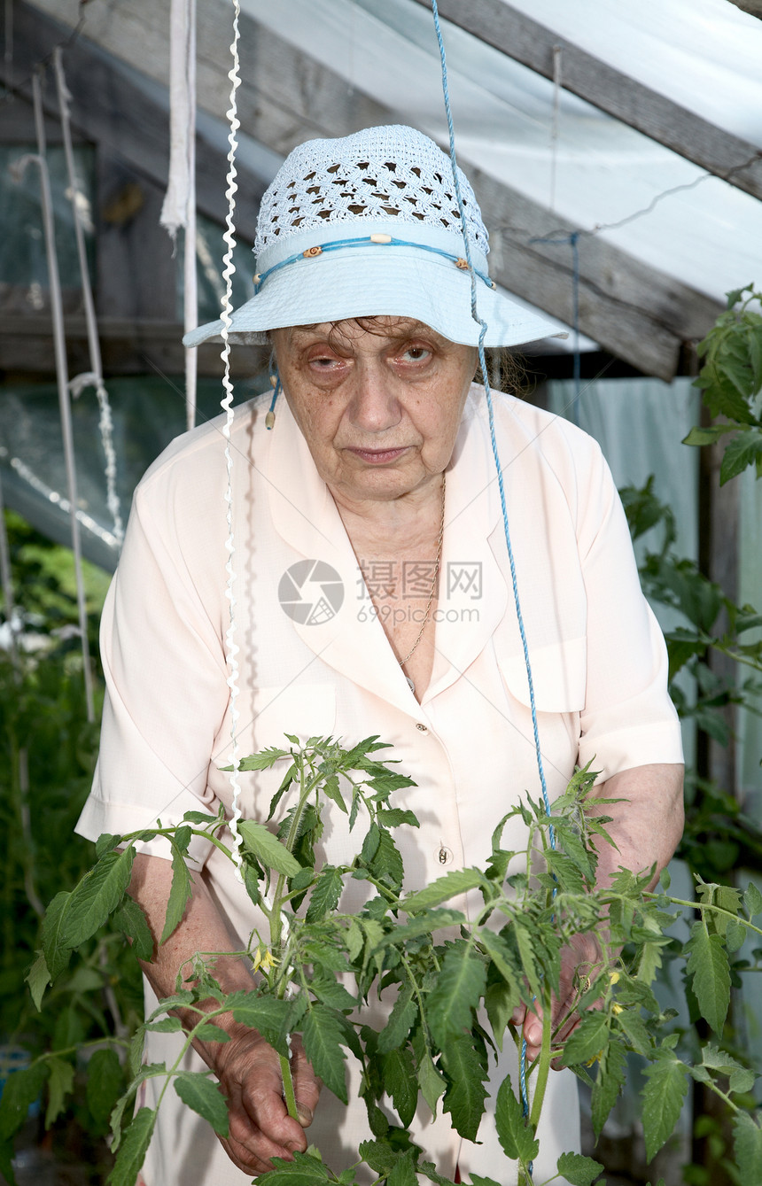 那个住在灌木丛中温室的老女人阳光退休女士情节工作个人园林花园园丁果园图片