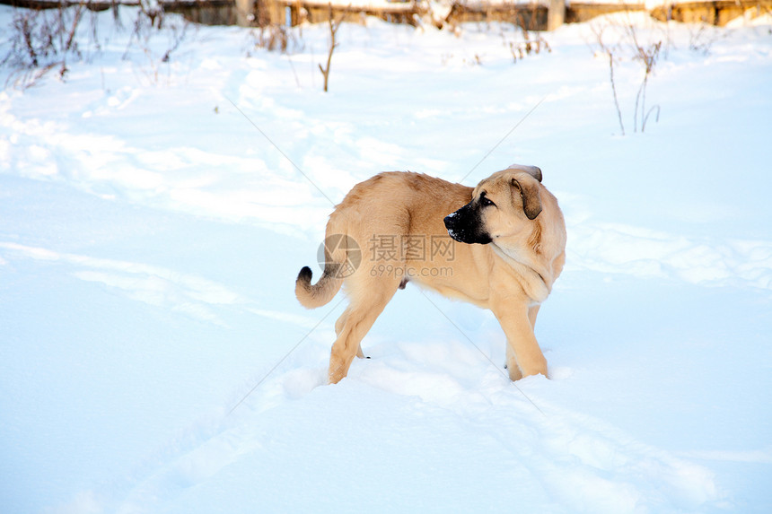 冬天下雪时的西班牙马鞭宠物小狗动物獒犬爪子朋友哺乳动物院子毛皮雪堆图片